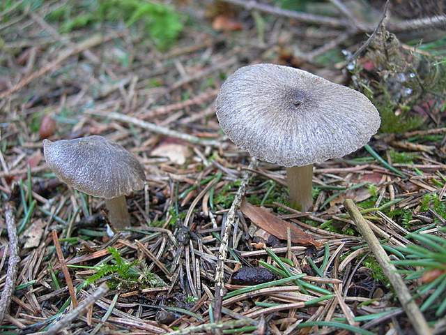 Macromiceti jurassiani � la lunga ricerca